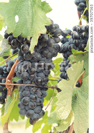 Fresh fruit black grapes in the vineyard Fresh fruit black grapes in the vineyard 39707563