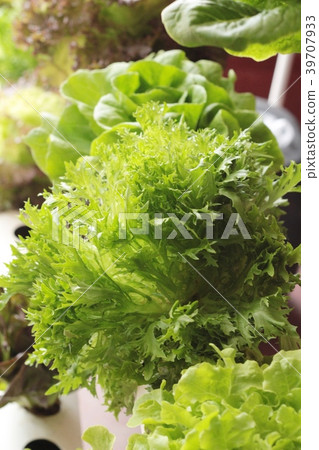 fresh lettuce hydroponics for health in garden fresh lettuce hydroponics for health in garden 39707933