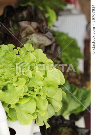 fresh lettuce hydroponics for health in garden fresh lettuce hydroponics for health in garden 39707934
