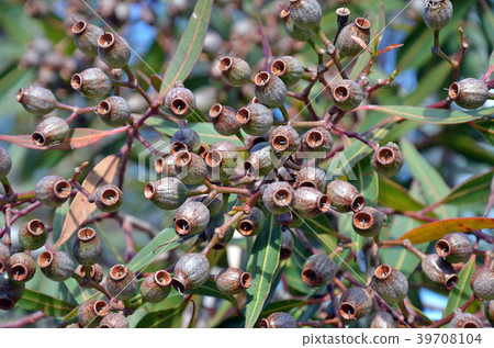 Large bunch of gum nuts on Eucalyptus tree Large bunch of gum nuts on Eucalyptus tree 39708104