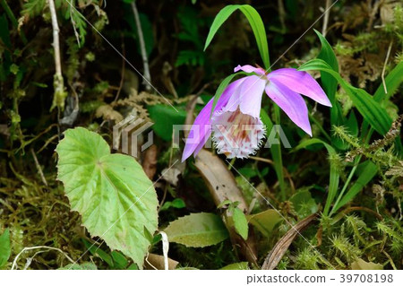 台灣一葉蘭(Pleione formosana) 39708198