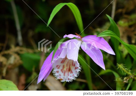 Taiwan's Pleione formosana Taiwan's Pleione formosana 39708199
