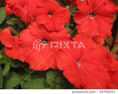petunia, petunia, 39708201