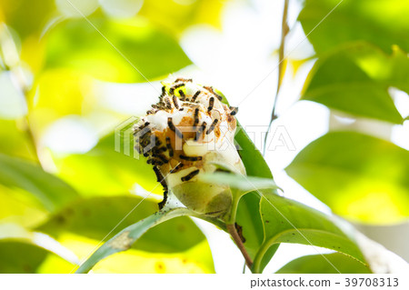 Larvae of Chadkuga hatched from the cocoon of the cocoon 39708313