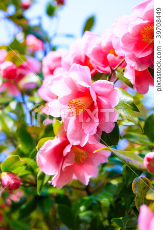 Hal Southernka or camellia smile Hal Southernka or camellia smile 39708449