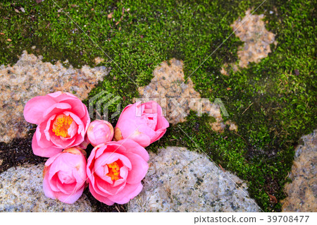 Hal Southernka or camellia smile 39708477