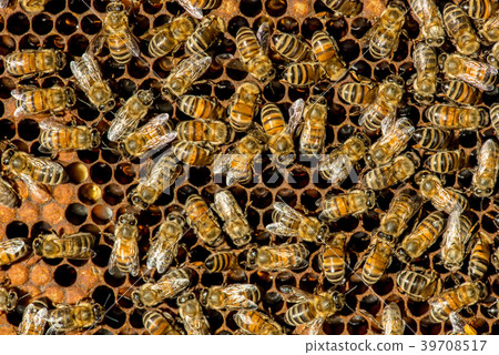 The queen bee swarm - selective focus The queen bee swarm - selective focus 39708517