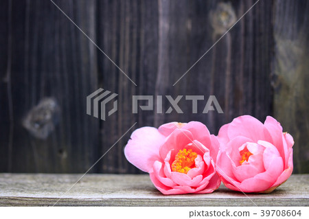 Hal Southernka or camellia smile 39708604