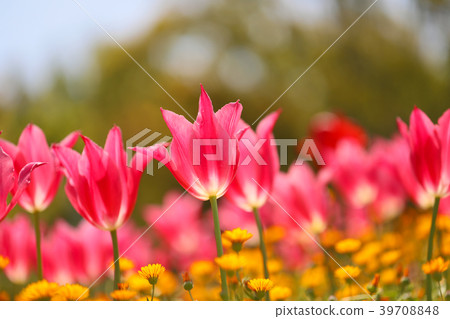 鬱金香 39708848