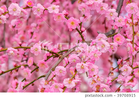 梅花 39708915