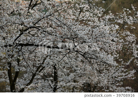 Cherry blossoms at Daishi Park Cherry blossoms at Daishi Park 39708916