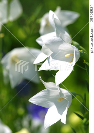 中國桔梗 39708924