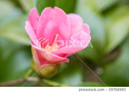 Camellia/Owari Kansuke 39708985