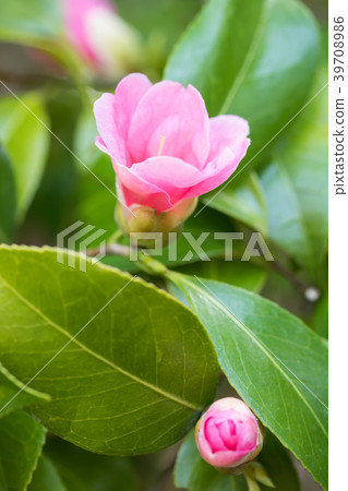 Camellia/Owari Kansuke Camellia/Owari Kansuke 39708986