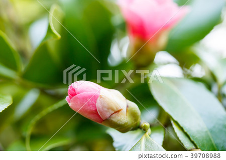 Camellia/Owari Kansuke 39708988