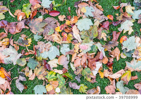 Brown, Yellow Leaves on the grass. 39708999