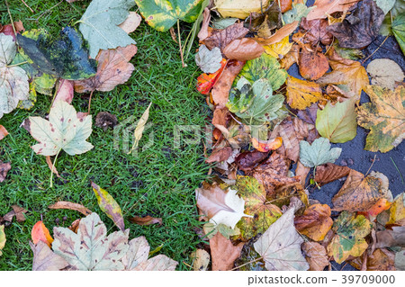 Brown, Yellow Leaves on the grass Brown, Yellow Leaves on the grass 39709000
