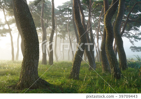 Pine, pine of Korea Pine, pine of Korea 39709443