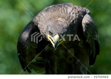 哈里斯霍克 39709469