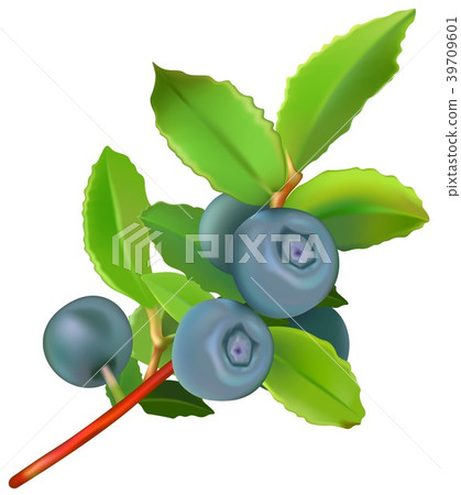 Blueberry Plant with Berries 39709601
