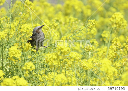 Rapeseed flowers and chicks g Rapeseed flowers and chicks g 39710193