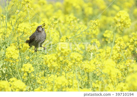 Rape blossoms and hummingbird h Rape blossoms and hummingbird h 39710194