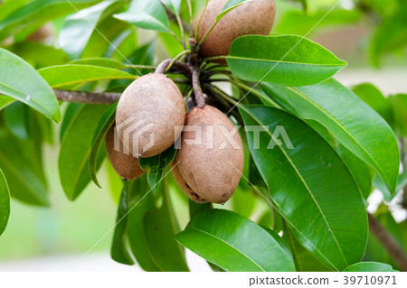 sapodilla plum or chiko on tree with green leaves sapodilla plum or chiko on tree with green leaves 39710971