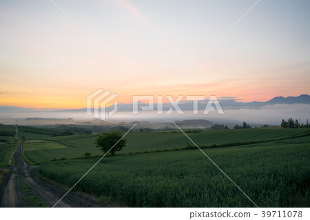 晨霧小山黎明小山風景Biei Kamifurano Furano 晨霧小山黎明小山風景Biei Kamifurano Furano 39711078