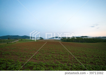 晨霧小山黎明小山風景Biei Kamifurano Furano 39711082