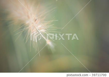Fountain or Feather grass with selective focus Fountain or Feather grass with selective focus 39711700