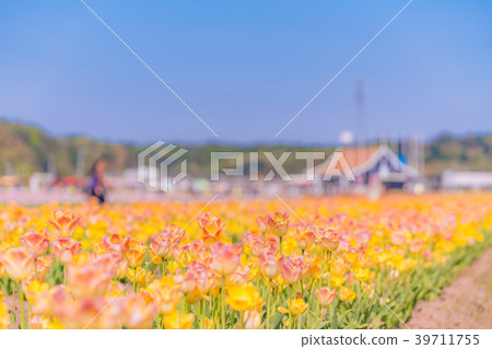 Tulip fields in Spring of Japan 39711755