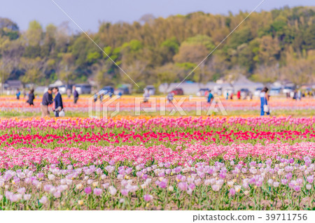 Tulip fields in Spring of Japan 39711756