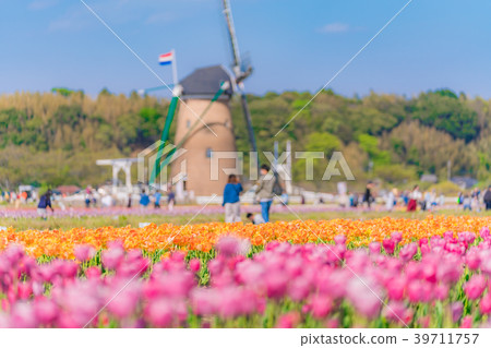 Tulip fields in Spring of Japan 39711757