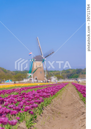 Tulip fields in Spring of Japan 39711764