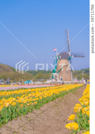 Tulip fields in Spring of Japan Tulip fields in Spring of Japan 39711766