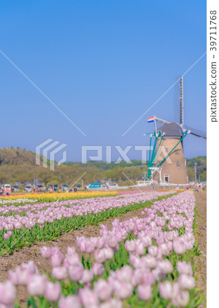 Tulip fields in Spring of Japan 39711768