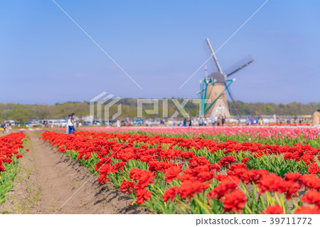 Tulip fields in Spring of Japan 39711772