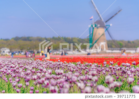 Tulip fields in Spring of Japan 39711775