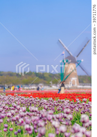 Tulip fields in Spring of Japan 39711776