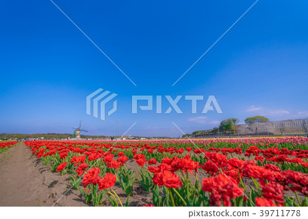 Tulip fields in Spring of Japan 39711778