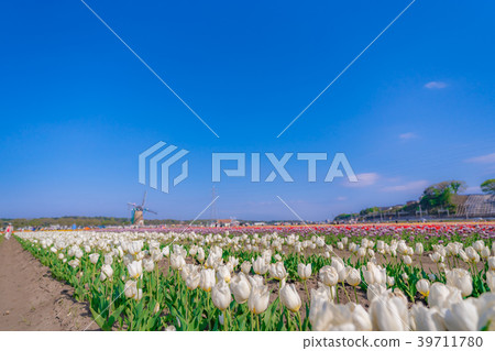 Tulip fields in Spring of Japan 39711780