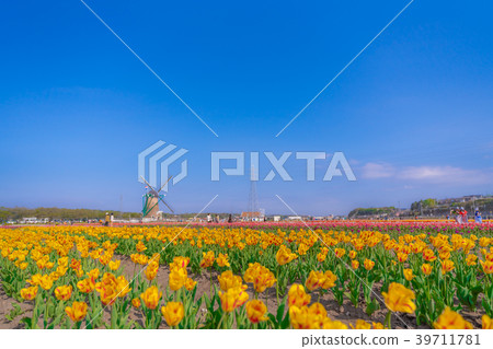 Tulip fields in Spring of Japan 39711781