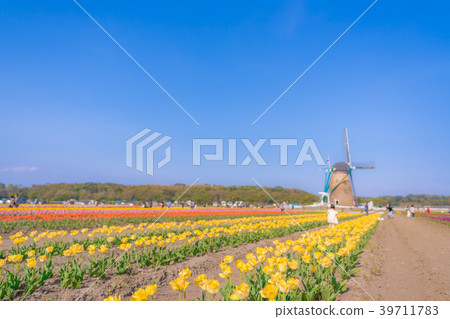 Tulip fields in Spring of Japan 39711783