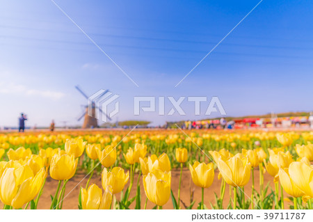 Tulip fields in Spring of Japan 39711787