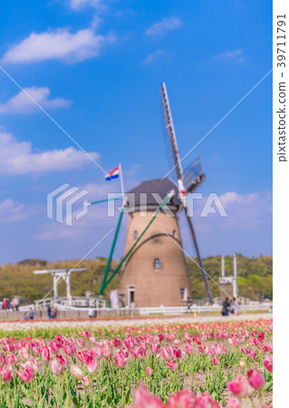 Tulip fields in Spring of Japan 39711791