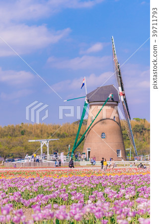 Tulip fields in Spring of Japan 39711793