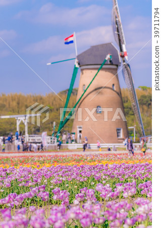 Tulip fields in Spring of Japan 39711794