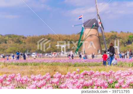 Tulip fields in Spring of Japan 39711795