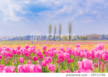 Tulip fields in Spring of Japan 39711796