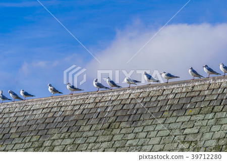 a flock of Seagulls resting on a haouse rooftop. 39712280